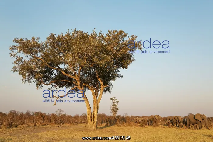 : 80179403 African Elephant - moving past an Apple-leaf : 80179403 African Elephant - moving past an Apple-leaf