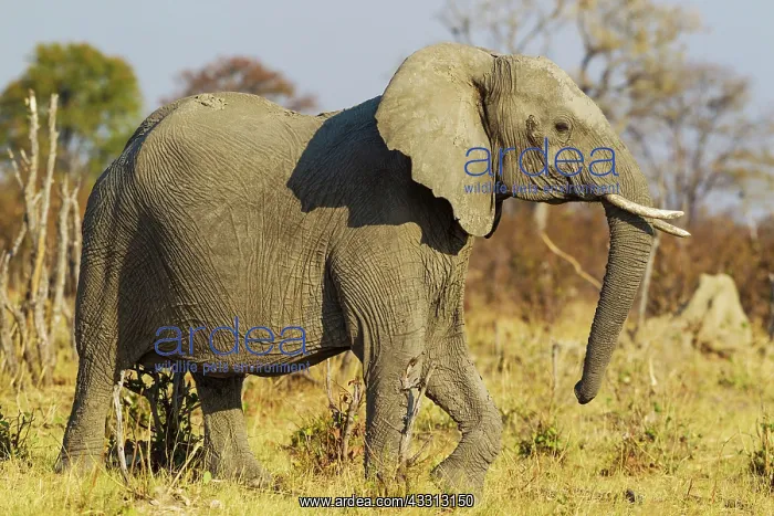 : 80179404 African Elephant - pregnant cow at the : 80179404 African Elephant - pregnant cow at the