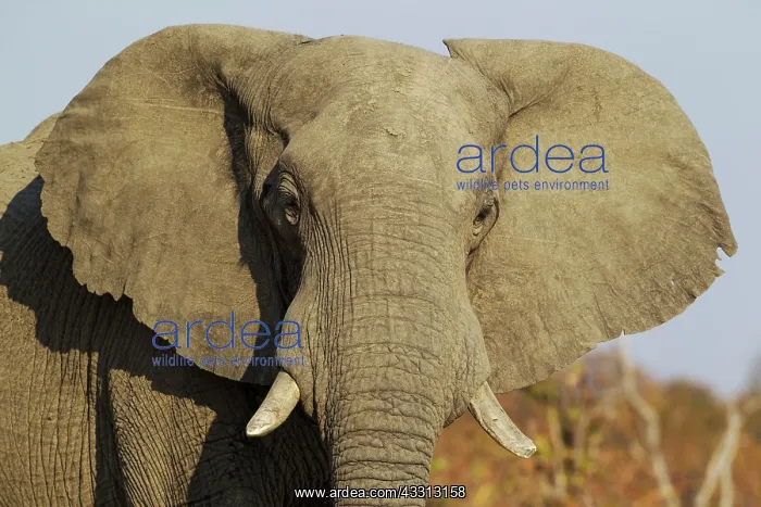 : 80179405 African Elephant - close-up of a cow Savuti : 80179405 African Elephant - close-up of a cow Savuti