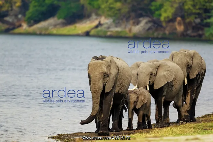 : 80179407 African Elephant - breeding herd walking : 80179407 African Elephant - breeding herd walking