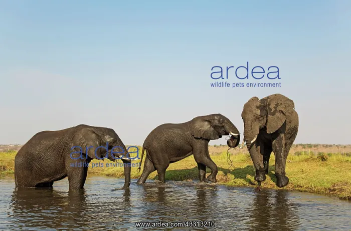 : 80179413 African Elephant - two cows on the left : 80179413 African Elephant - two cows on the left
