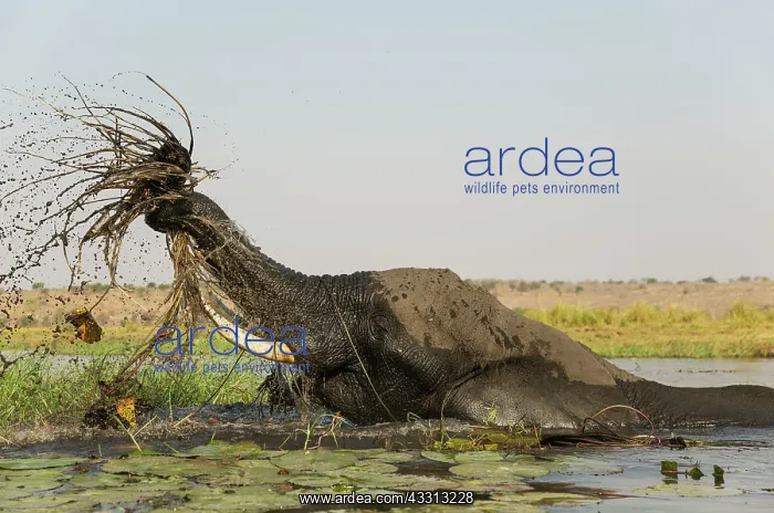 : 80179416 African Elephant - cow in the Chobe River : 80179416 African Elephant - cow in the Chobe River