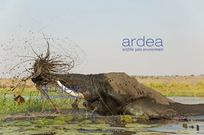 : 80179417 African Elephant - cow in the Chobe River : 80179417 African Elephant - cow in the Chobe River