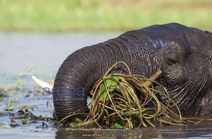: 80179418 African Elephant - cow feeds on aquatic : 80179418 African Elephant - cow feeds on aquatic