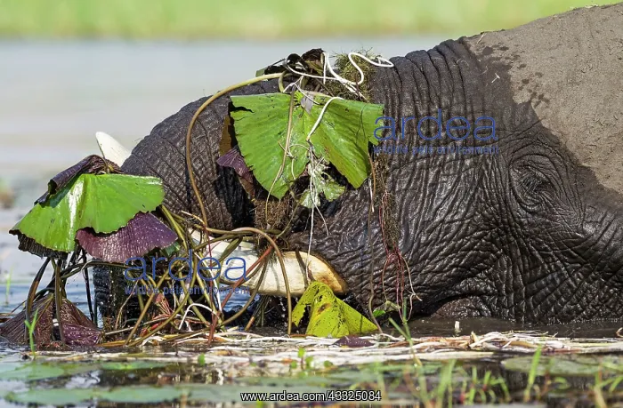 : 80179419 African Elephant - cow feeds on aquatic : 80179419 African Elephant - cow feeds on aquatic