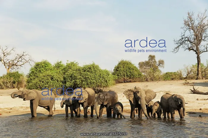 : 80179420 African Elephant - breeding herd drinking : 80179420 African Elephant - breeding herd drinking