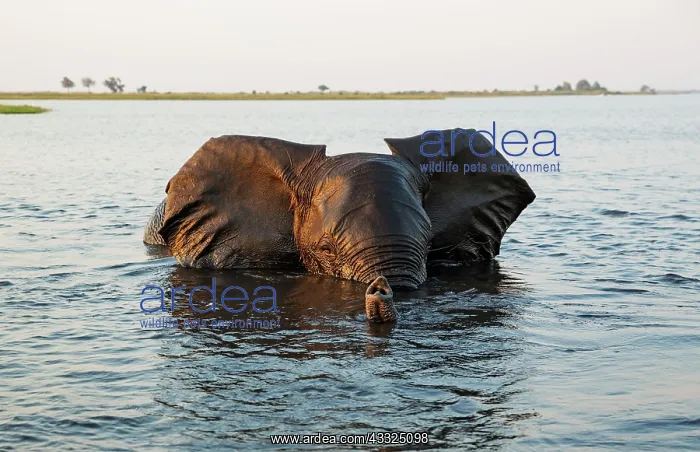 : 80179421 African Elephant - bull in the Chobe River : 80179421 African Elephant - bull in the Chobe River