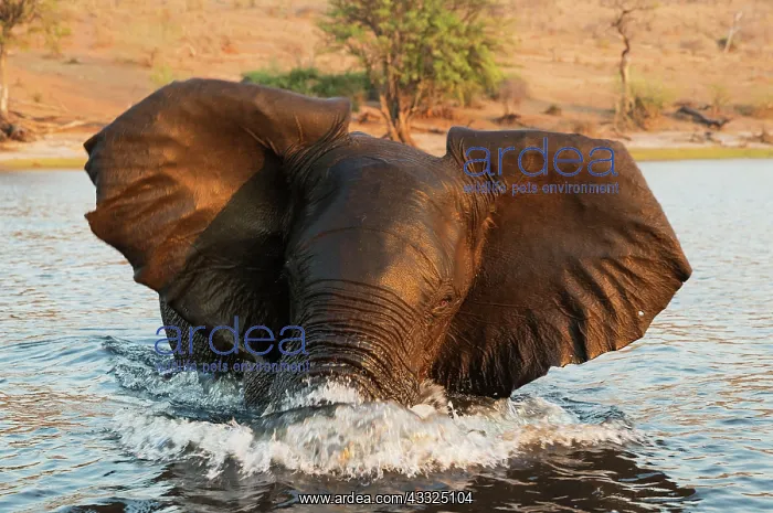 : 80179422 African Elephant - bull in the Chobe River : 80179422 African Elephant - bull in the Chobe River