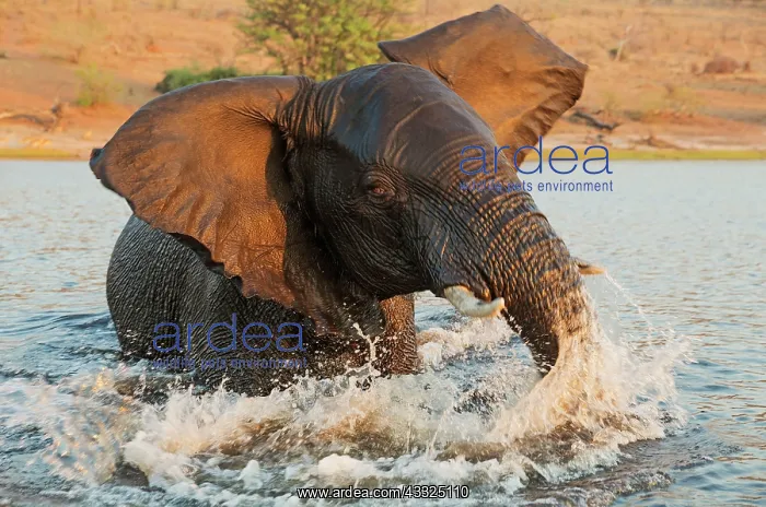 : 80179423 African Elephant - bull in the Chobe River : 80179423 African Elephant - bull in the Chobe River