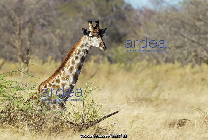 : 80179426 Southern Giraffe - male Okavango Delta : 80179426 Southern Giraffe - male Okavango Delta