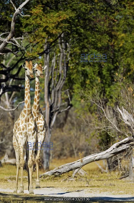 : 80179427 Southern Giraffe Okavango Delta, Moremi : 80179427 Southern Giraffe Okavango Delta, Moremi