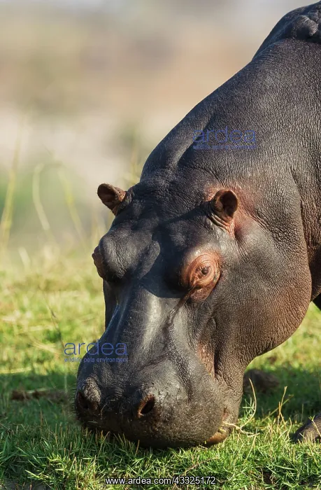  : 80179433 Hippopotamus - grazing at the bank of the