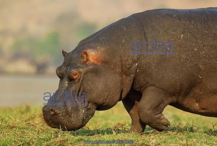 : 80179435 Hippopotamus - bull at the bank of the : 80179435 Hippopotamus - bull at the bank of the