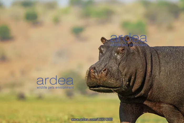 : 80179436 Hippopotamus - annoyed bull at the bank : 80179436 Hippopotamus - annoyed bull at the bank