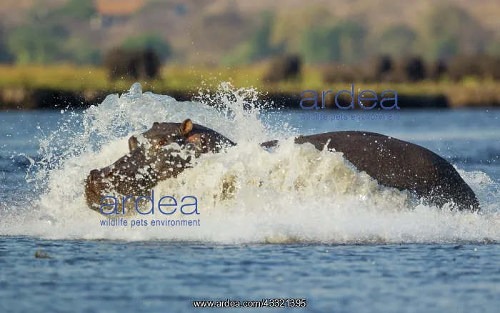 : 80179437 Hippopotamus - bull entered the Chobe River : 80179437 Hippopotamus - bull entered the Chobe River