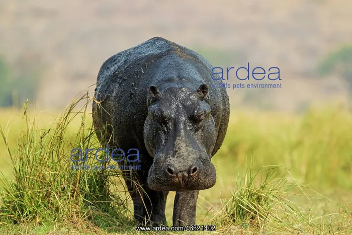 : 80179438 Hippopotamus - with wet skin at the bank : 80179438 Hippopotamus - with wet skin at the bank