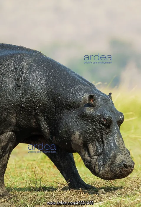  : 80179439 Hippopotamus - with wet skin at the bank