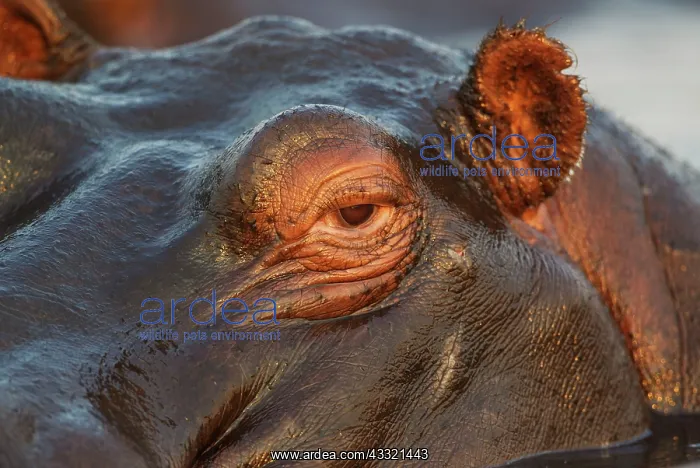 : 80179444 Hippopotamus - close-up - in the Chobe : 80179444 Hippopotamus - close-up - in the Chobe