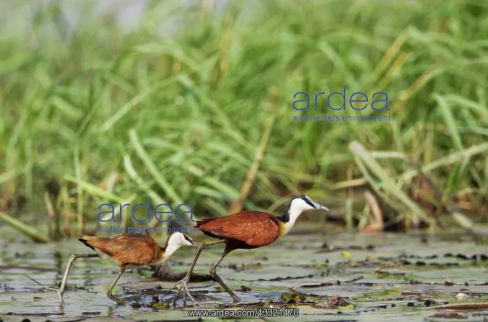 : 80179449 African Jacana - female with young in the : 80179449 African Jacana - female with young in the