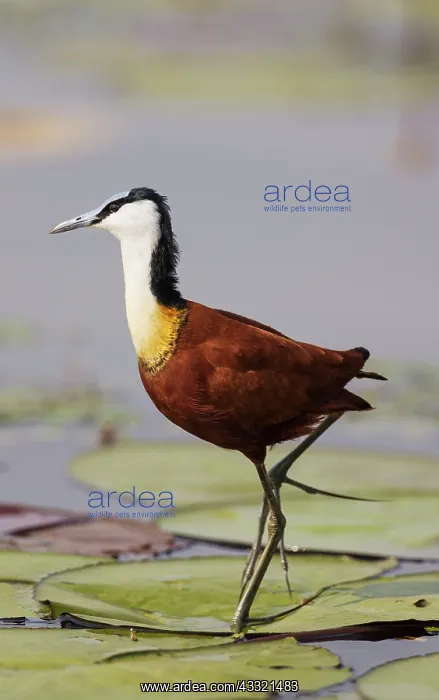 : 80179451 African Jacana - in the shallow water near : 80179451 African Jacana - in the shallow water near