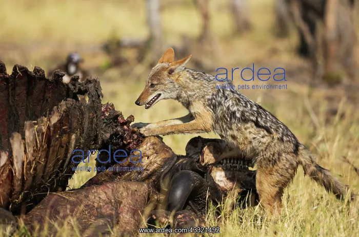 : 80179452 Black-backed Jackal - at the carcass of : 80179452 Black-backed Jackal - at the carcass of