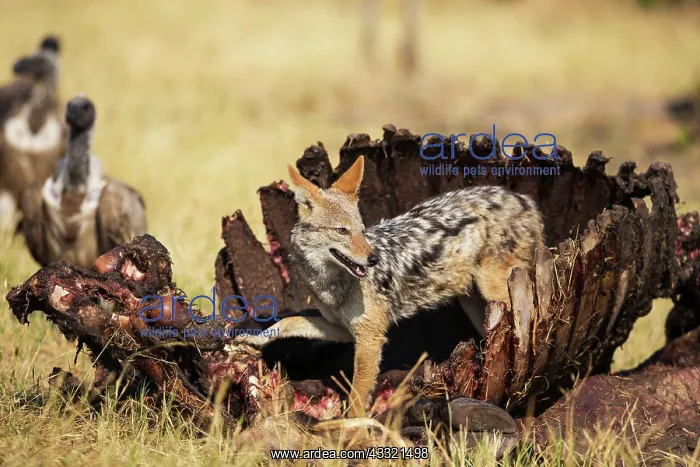 : 80179453 Black-backed Jackal - at the carcass of : 80179453 Black-backed Jackal - at the carcass of