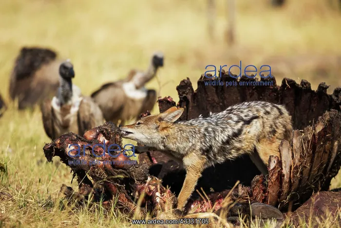 : 80179454 Black-backed Jackal - at the carcass of : 80179454 Black-backed Jackal - at the carcass of