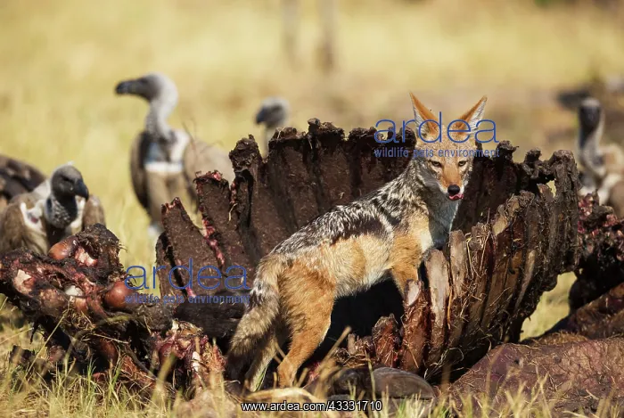 : 80179455 Black-backed Jackal - at the carcass of : 80179455 Black-backed Jackal - at the carcass of