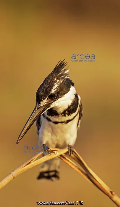 : 80179456 Pied Kingfisher - perching at the bank : 80179456 Pied Kingfisher - perching at the bank