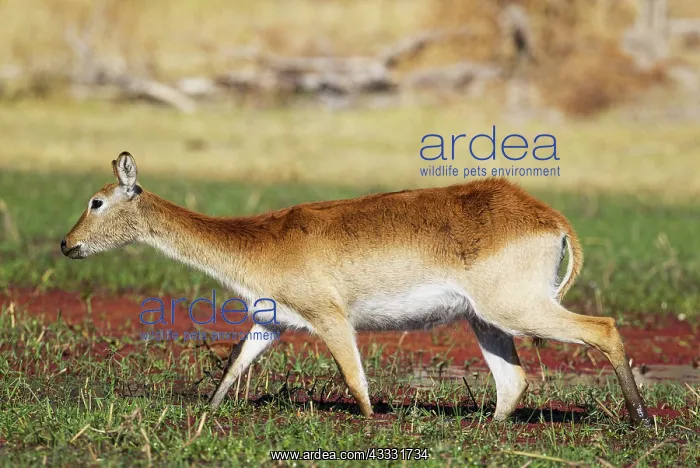 : 80179461 Red Lechwe - female - feeding in a freshwater : 80179461 Red Lechwe - female - feeding in a freshwater