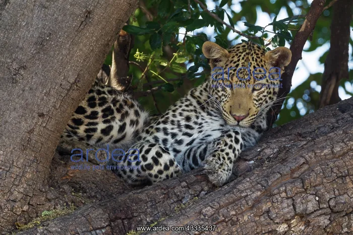: 80179464 Leopard - female - resting in a tree Chobe : 80179464 Leopard - female - resting in a tree Chobe