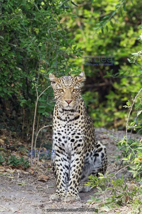 : 80179465 Leopard - male Chobe National Park, Botswana : 80179465 Leopard - male Chobe National Park, Botswana