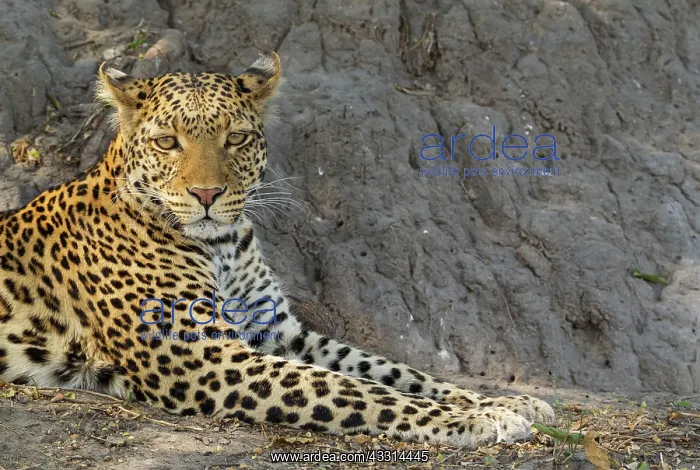 : 80179466 Leopard - resting male Chobe National Park : 80179466 Leopard - resting male Chobe National Park