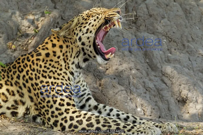 : 80179467 Leopard - yawning male Chobe National Park : 80179467 Leopard - yawning male Chobe National Park