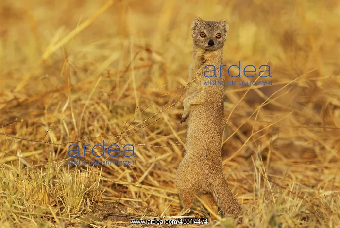  : 80179471 Selous Mongoose Savuti, Chobe National