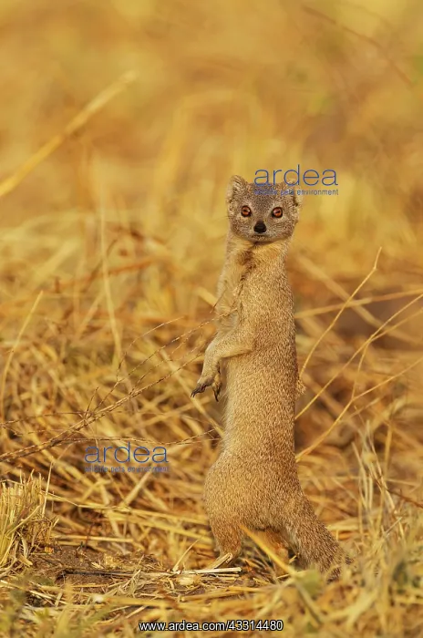 : 80179472 Selous Mongoose Savuti, Chobe National : 80179472 Selous Mongoose Savuti, Chobe National