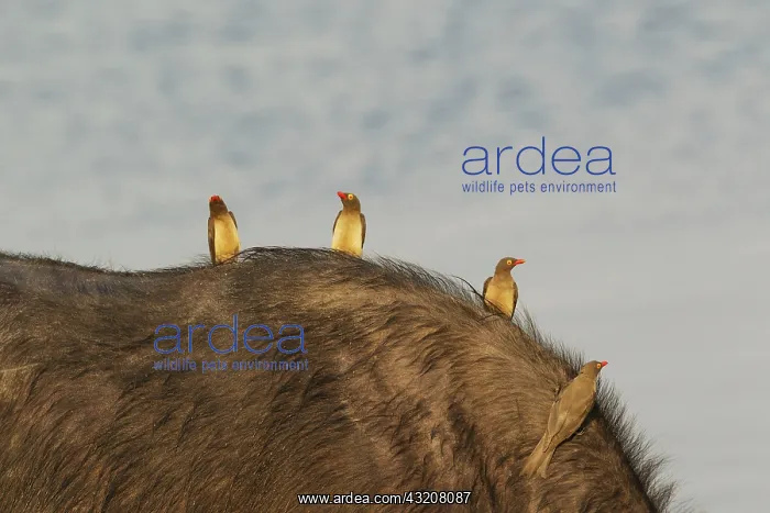 : 80179474 Red-billed Oxpecker - on the back of a : 80179474 Red-billed Oxpecker - on the back of a
