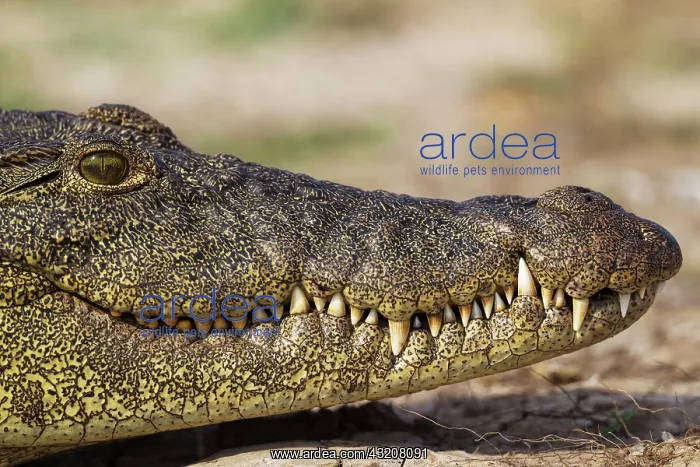 : 80179475 Nile Crocodile - basking at the bank of : 80179475 Nile Crocodile - basking at the bank of