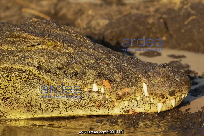 : 80179476 Nile Crocodile - basking at the bank of : 80179476 Nile Crocodile - basking at the bank of