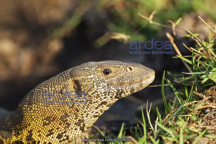 : 80179478 Nile Monitor - at the bank of the Chobe : 80179478 Nile Monitor - at the bank of the Chobe