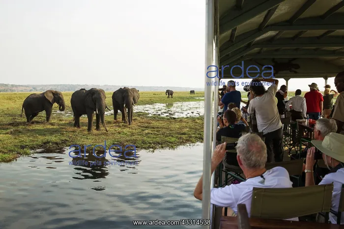 : 80179485 Tourists on a boat cruise on the Chobe : 80179485 Tourists on a boat cruise on the Chobe
