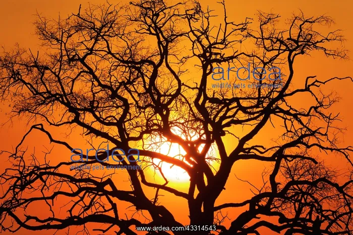 : 80179486 Sunset in the Chobe National Park, Botswana : 80179486 Sunset in the Chobe National Park, Botswana