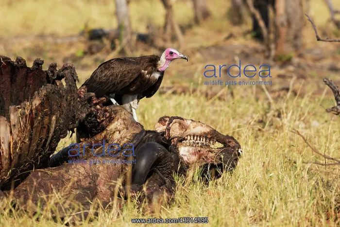 : 80179498 Hooded Vulture - at the carcass of a Cape : 80179498 Hooded Vulture - at the carcass of a Cape