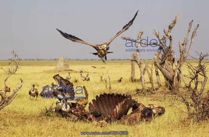 : 80179499 White-backed Vulture - the almost not : 80179499 White-backed Vulture - the almost not