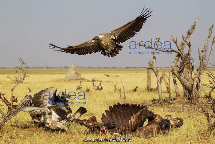 : 80179500 White-backed Vulture - at the carcass of : 80179500 White-backed Vulture - at the carcass of