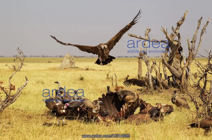 : 80179501 White-backed Vulture - the Black-backed : 80179501 White-backed Vulture - the Black-backed