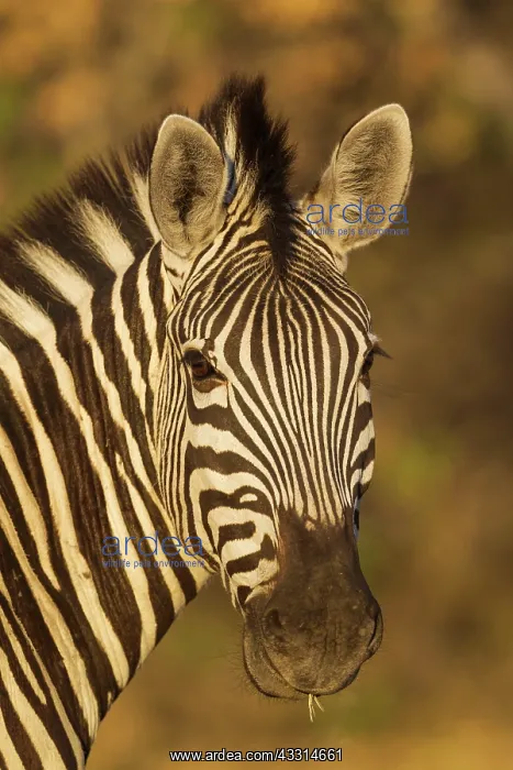 : 80179512 Burchell's Zebra - close-up in the last : 80179512 Burchell's Zebra - close-up in the last