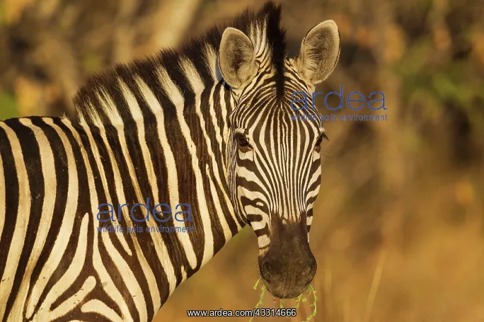 : 80179513 Burchell's Zebra - close-up in the last : 80179513 Burchell's Zebra - close-up in the last