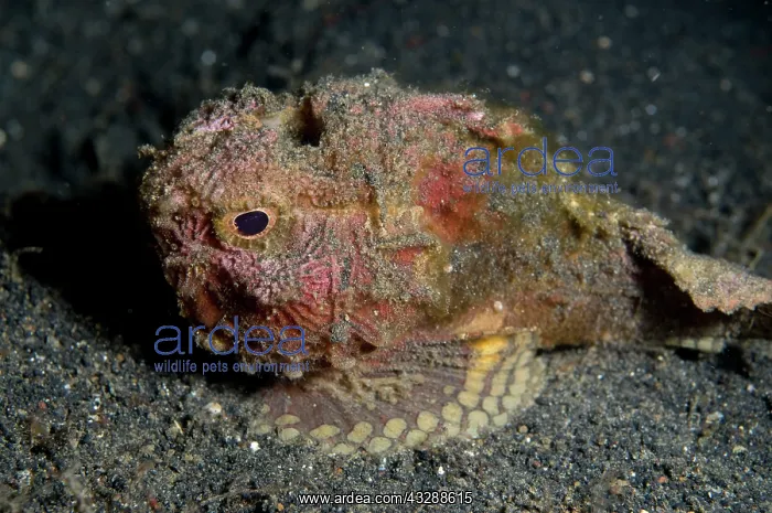 : 80179543 Pacific Monkeyfish - on sand TK1 dive site : 80179543 Pacific Monkeyfish - on sand TK1 dive site