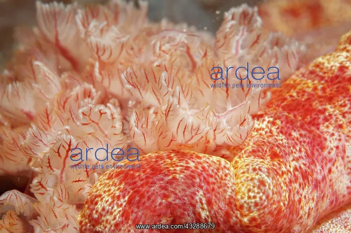 : 80179558 Spanish Dancer Nudibranch - gills during : 80179558 Spanish Dancer Nudibranch - gills during